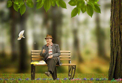 پیرمردی تنها نشسته روی نیمکت و به پرنده غذا میدهد