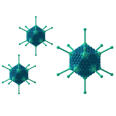 تصویری از ویروس های بدون غشای لیپیدی Adenovirus