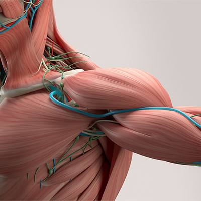 تصویری از عضلات بدن انسان