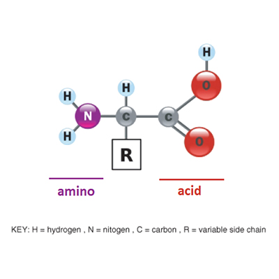 تصویری از فرمول شیمیایی Amino-Acid-Chromatography