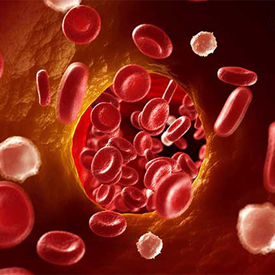 تصویری از گلبول های قرمز خون در رگ انسان