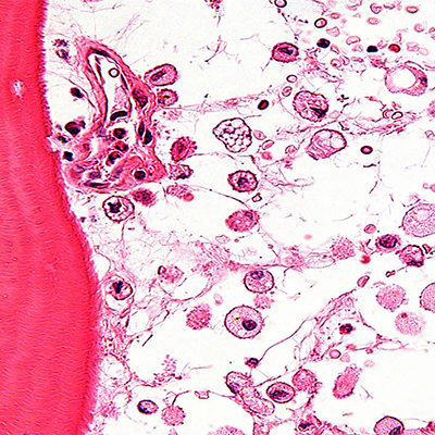 تصویری میکروسکوپی از تندامک های سلولی