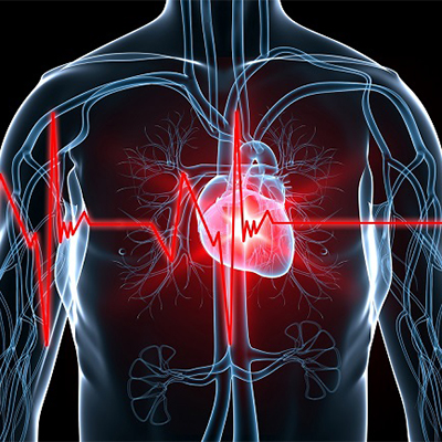 تصویری کامپیوتری از قلب یک انسان