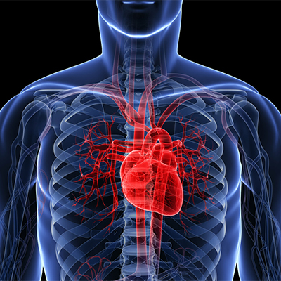 تصویری کامپیوتری از قلب انسان