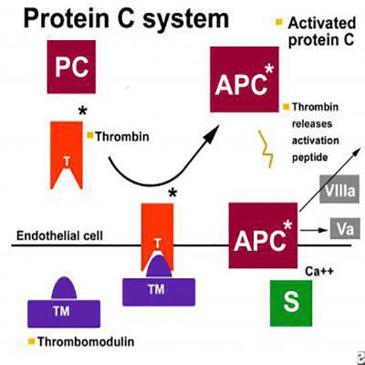 آزمایش Protein C & S