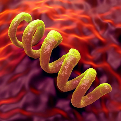 تصویری از باکتری بیماری سیفیلیس به صورت کامپیوتری