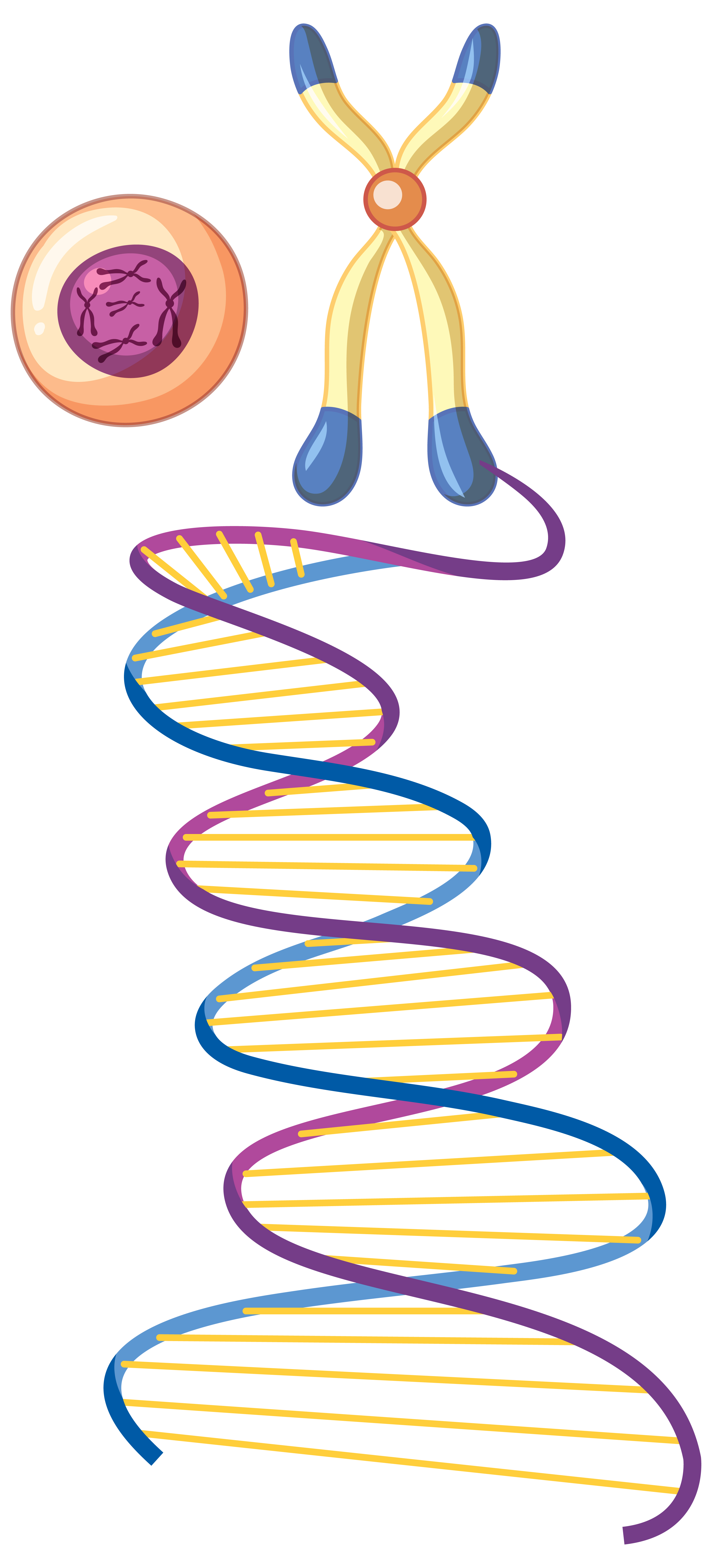 کروموزوم، DNA، ماده ی ژنتیکی
